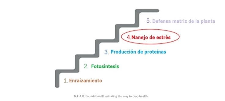 niveles fundamentales para mantener la salud de la planta