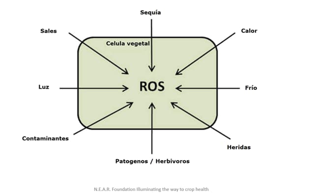 factores de estrés - ros - antioxidantes